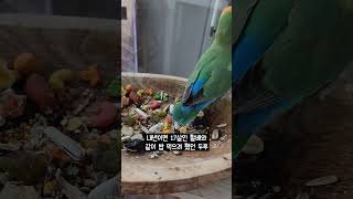 그저 할배앵무와 겸상 하고 싶었던 앵무새 #모란앵무 #한스마카우 #16살 #1살 #반려동물 #반려앵무새 #앵무새