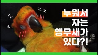 [앵무새똥땅이] 앵무새 썬코뉴어 누워서 잔다?!