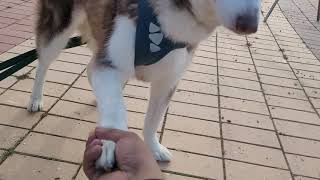 시베리안 허스키 오순이의 개인기