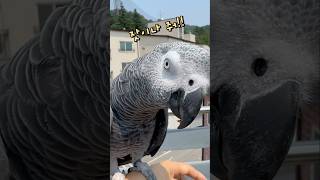 날씨 좋으면 테라스 일광욕하는 앵무새 ☀️ 회색앵무 잠…