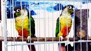 소리없이 조용한 그린칙코뉴어~~