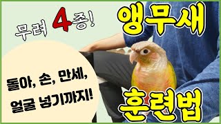 앵무새 '4종 훈련법' 전격 공개! (돌아, 손, 만세…