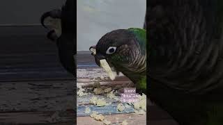 #birds #앵무새 #parrot #cutebirds…