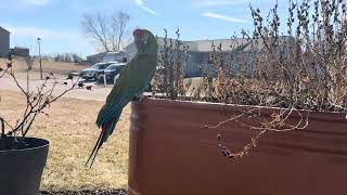 So nice out and Peanut Butter was able to enjoy the weather #pets #animals #birds #bird #parrot #pet
