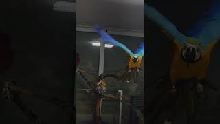 홍금강 상구 #greenwingmacaw #말하는앵무새…