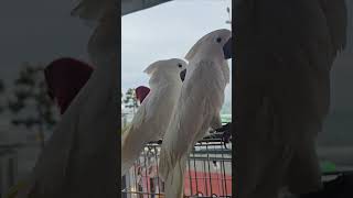 카이큐 앵무새! 빨간 고추에 빠진날? 온 가족 출동러시! 우리도 ET처럼 손잡기!