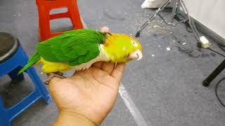 애교많은 카이큐앵무새