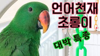 [뉴기니아 천재] 대박 특종! 말하는 앵무새 초롱이, …