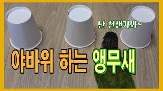 야바위 잘하는 앵무새 코뉴어(야바위훈련)Smart pa…
