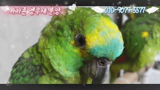 아마존앵무새 2마리 분양합니다[분양완료] Amazon parrot rehome#