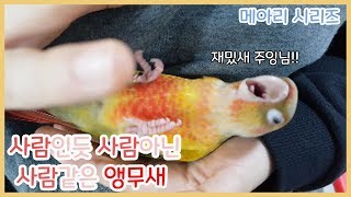 앵무새 발을 간지럽혀드립니다.