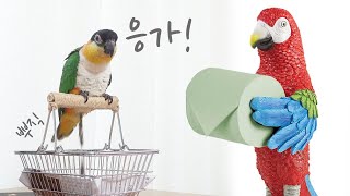 [행동훈련] 앵무새 배변훈련 (화장실 선택부터 훈련까지…