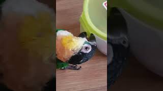 장군이(카이큐)-똑똑함을 증명하는아이 #카이큐앵무새 #카이큐 #앵무새 #콩둘기