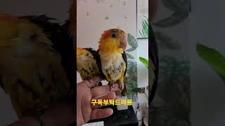 목욕한 노랑머리카이큐 아코리코