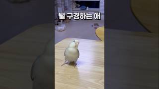 각자의 삶이 있는 삼남매 앵무새  퀘이커앵무새 회색앵무…