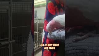 의자 뜯는 방법을 알려줄게 #앵무새 #갈라코카투 #parrot #birds