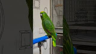 아리 혼자만의 시간 집사 카이랑 놀때 #parrot #birds #말하는 #아마존 #앵무새 #아리