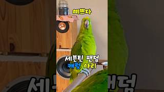 캐럿 아리 #아마존 #앵무새 #아리 #세븐틴 #팬덤 #…