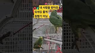 새로온 여친 초보 앵무새 행동 #앵무새 #노래하는앵무새 #parrot #아마존앵무새