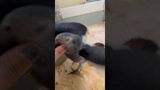 퇴근하면 격하게 반겨주는 앵무새 #팀네회색앵무 #구름이