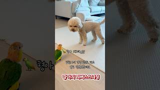 강아지걱정해주는 앵무새 #강아지 #동물키우기 #귀여운 …