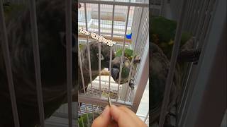 앵무새계의 앵브리뉴 (귀여움 주의...) #앵무새 #일…