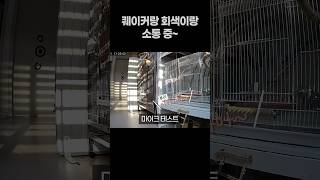 퀘이커앵무새랑 회색앵무랑 소통 중~