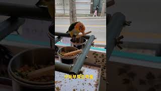 카이큐앵무새 도리도리 #shorts