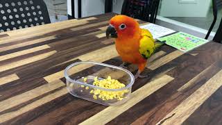 동결건조 먹방 망고맛!!