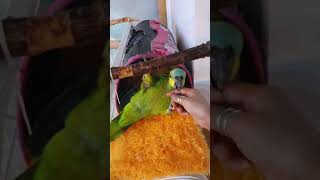 아마존 앵무새 로또2