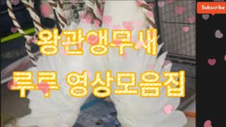 왕관앵무새 루루