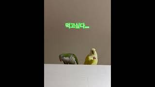 누나 한입만!! #앵무새 #퀘이커 #parrot #깜딱이야