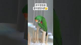 #뉴기니아앵무새 #asmr #parrot #먹방