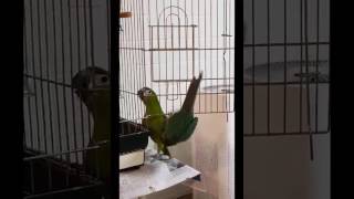 블루코뉴어 맹꽁이는 동생 앙꼬에게  잘난척을 해요ㅋ