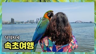 [강원도속초여행] 해변가를 산책하다 갈매기 만나면 생기…