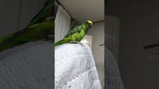 귀농귀촌 아마존앵무새 말하고 놀아주기