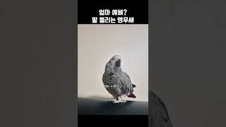 말 돌리는 앵무새 / 회색앵무 랄라 / #shorts …