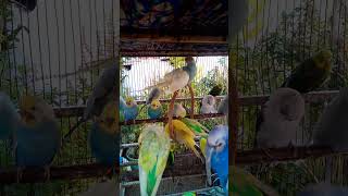 This Amazon bird toy is SO COOL#birds#parrot #birdslover #budgis #lovebirds #budgiegar #cute #health