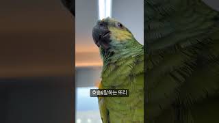 날아오고 말 잘하는 아마존앵무 또리