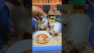 듀컵 코카투, 미디움 코카투 아기 앵무새예요