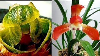 12월8일 목요일 좋은 품종들 10분 준비했습니다