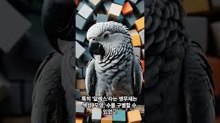 앵무새는 정말 사람 말을 이해할까#앵무새 #동물키우기#…