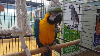 조신하게 앉아 호두먹는 청금강앵무새 구름이^^