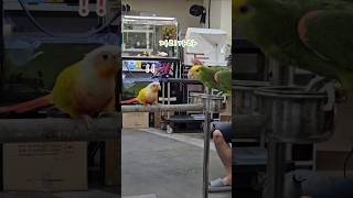 아마존 앵무새와의 첫만남    #코뉴어 #아마존앵무새 #앵무새 #앵집사 #그린칙 #옐로우사이드 #썬칙 #집사 #반려동물 #conure #parrot #greencheek #pets