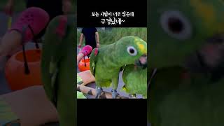 인사 잘하는 귀요미들 #아랑이 #parrot ##아마존앵무새