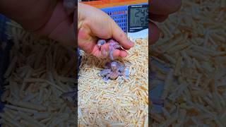 엄블렐라 코카투, 검은 머리 카이큐, 사랑앵무 아기 앵무새들이예요