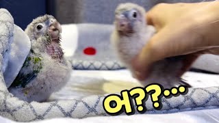 너무 귀여워서 손을 뗄수가 없다!#아기코뉴어#아기앵무새…