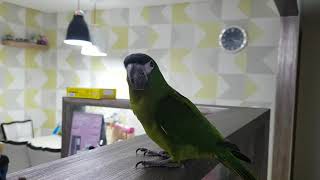 한스마카우 말배우는중