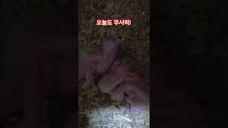 오늘도 무사히 잘 크고 있어요.(청모자 아마존)