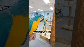 대형앵무새 이 영상 보고도 키우고 싶다면 키우세요! #…